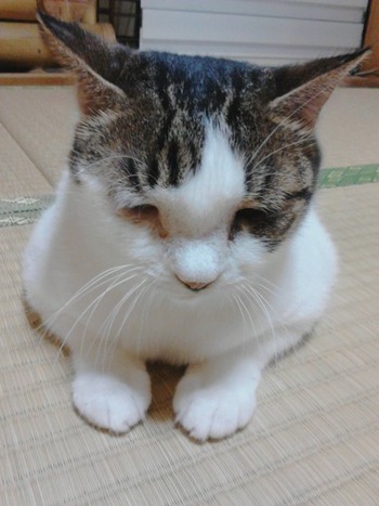 かくれんぼが上手なにゃんこ
