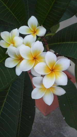 沖縄の花