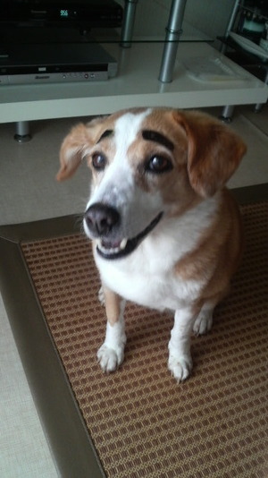 眉毛犬
