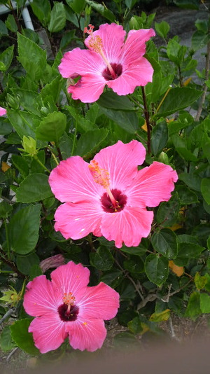 沖縄の花