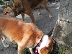 ハッピーの犬生