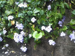 沖縄の花３