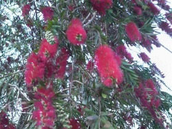 沖縄の花３