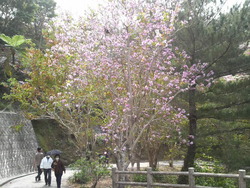 沖縄の花４