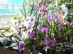 沖縄の花４