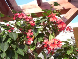 沖縄の花３