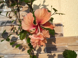 沖縄の花３