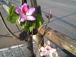 沖縄の花４
