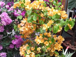 沖縄の花５