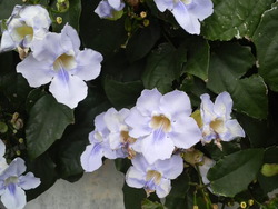 沖縄の花５