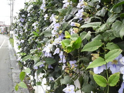 沖縄の花５