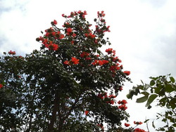 沖縄の花５