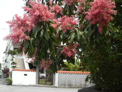 沖縄の花５