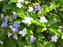 沖縄の花５