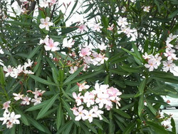 沖縄の花５