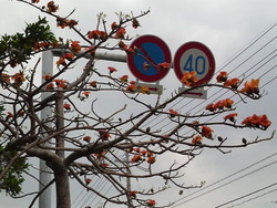 沖縄の花５