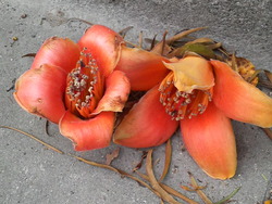 沖縄の花５