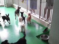 今日の譲渡会