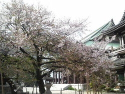 桜