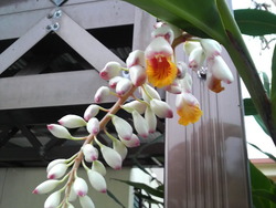 沖縄の花６