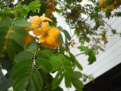 沖縄の花６
