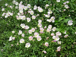 沖縄の花６