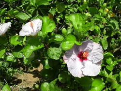 沖縄の花６
