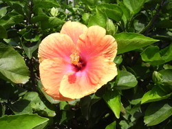 沖縄の花６
