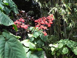 沖縄の花７