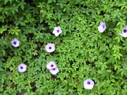 沖縄の花７