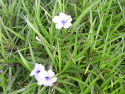 沖縄の花８