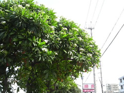 沖縄の花８