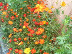 沖縄の花８