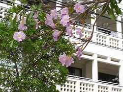 沖縄の花８