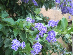 沖縄の花８