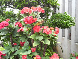 沖縄の花９