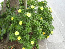 沖縄の花９