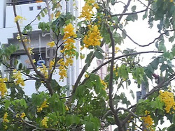 沖縄の花１０