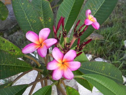 沖縄の花１０