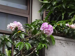 沖縄の花１０