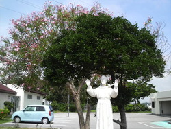 沖縄の花１０