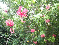 沖縄の花１２