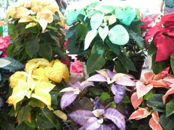 クリスマスの花