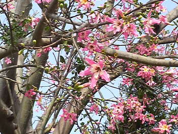 沖縄の花１４