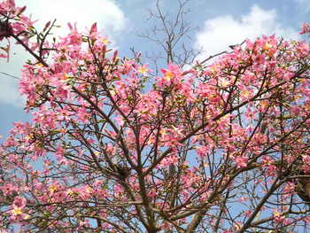 沖縄の花１４