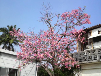 沖縄の花１４