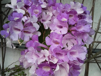 沖縄の花１４