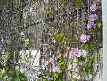 沖縄の花１４