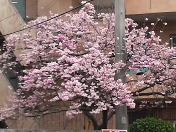 春満開