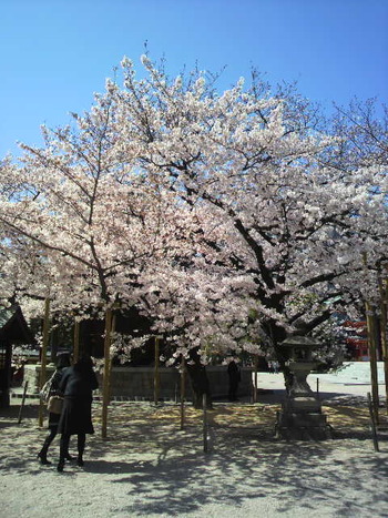 福岡の桜